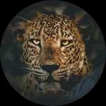 Gayan Kavishka's avatar